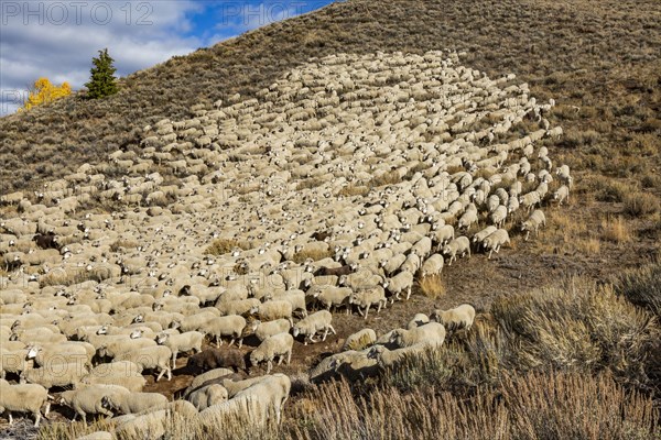 Flock of sheep in field