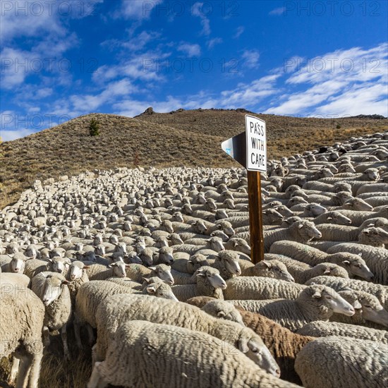 Flock of sheep in field