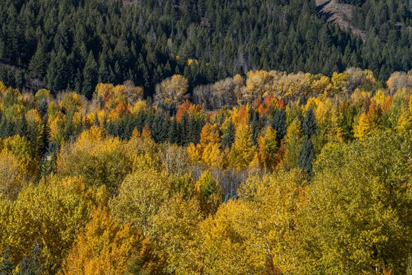 Forested hills in Autumn