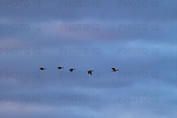 Silhouettes of Canada geese