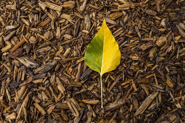 Aspen leaf changing color from summer to fall