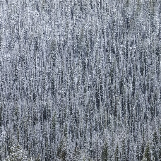 High angle view of pine forest in Winter
