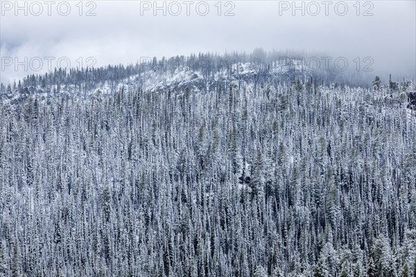 High angle view of pine forest in Winter
