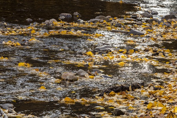 Trail Creek covered with yellow Autumn leaves