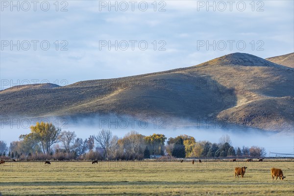 Cows grazing in field