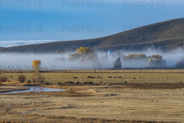 Cows grazing in field