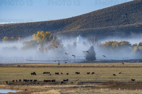 Cows grazing in field