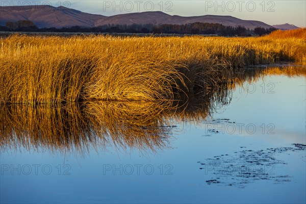 Morning sunlight on reeds in calm spring creek