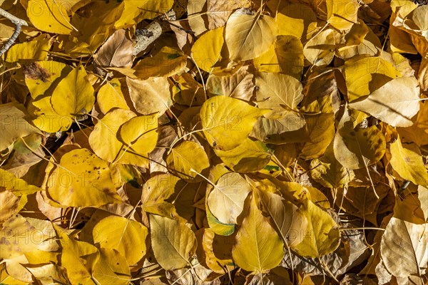 Overhead view of yellow aspen trees