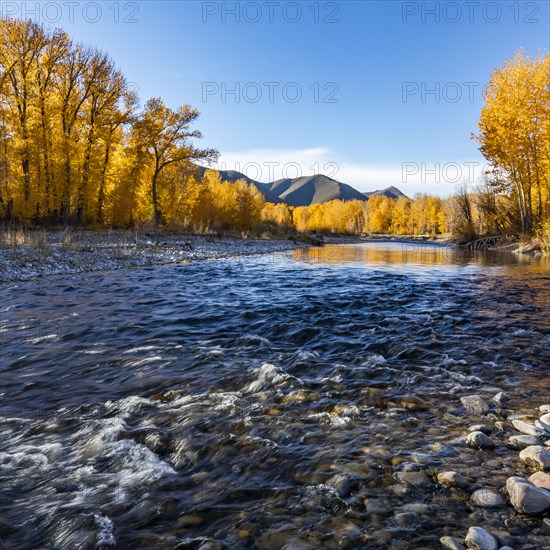 Big Wood River and yellow trees in Autumn