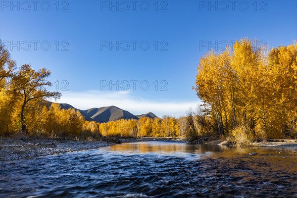 Big Wood River and yellow trees in Autumn