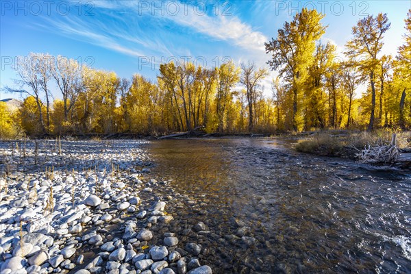 Big Wood River and yellow trees in Autumn