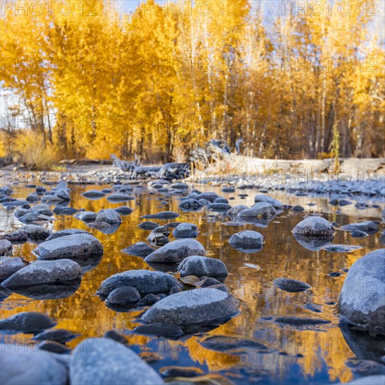 Wet rocks in Big Wood River and yellow trees in Autumn