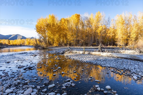 Rocks in Big Wood River and yellow trees in Autumn