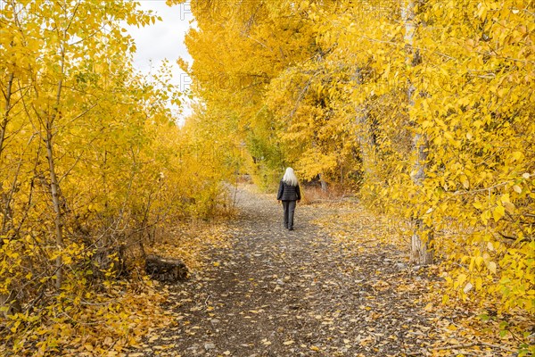 Rear view of woman walking