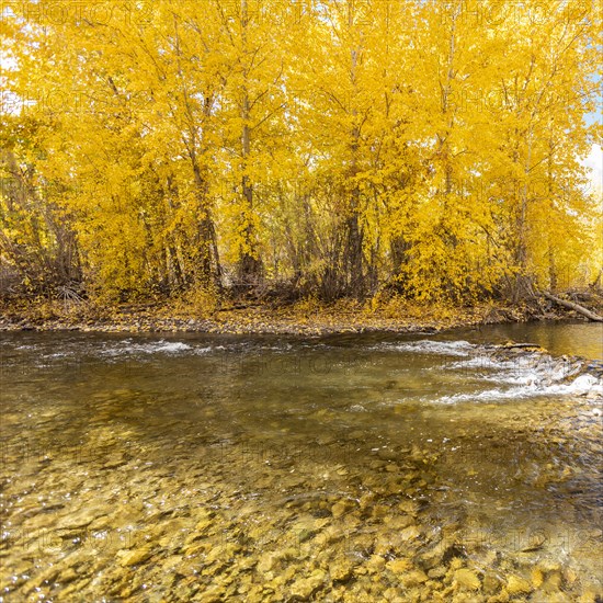 Big Wood River reflecting yellow Autumn trees