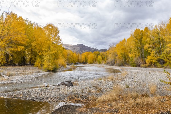 Big Wood River and yellow Autumn trees