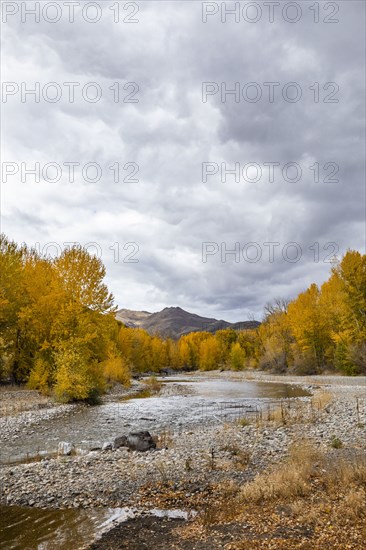 Big Wood River and yellow Autumn trees