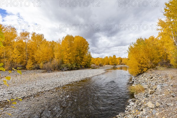 Big Wood River and yellow Autumn trees