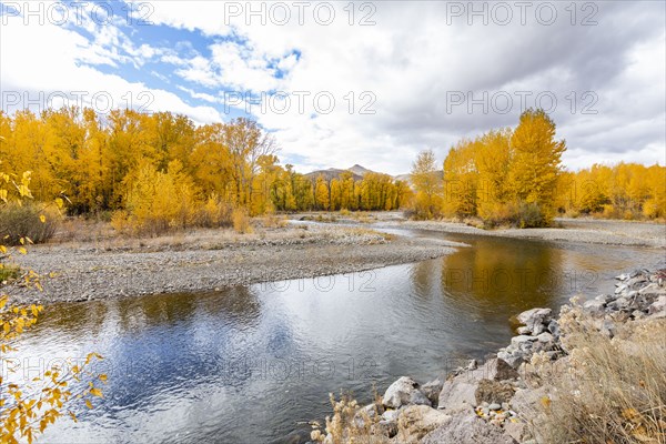 Big Wood River and yellow Autumn trees