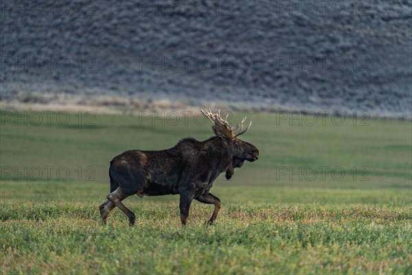 Bull moose standing in grassy field