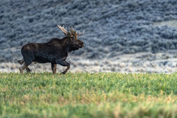 Bull moose standing in grassy field