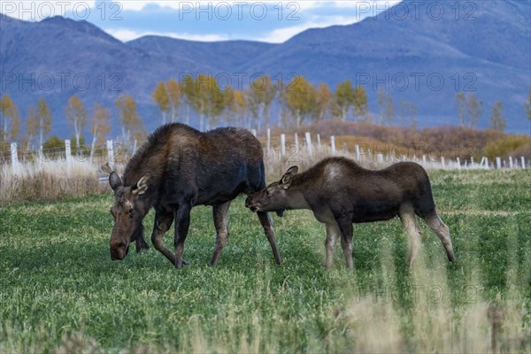 Moose (Alces alces) cow and calf grazing in field