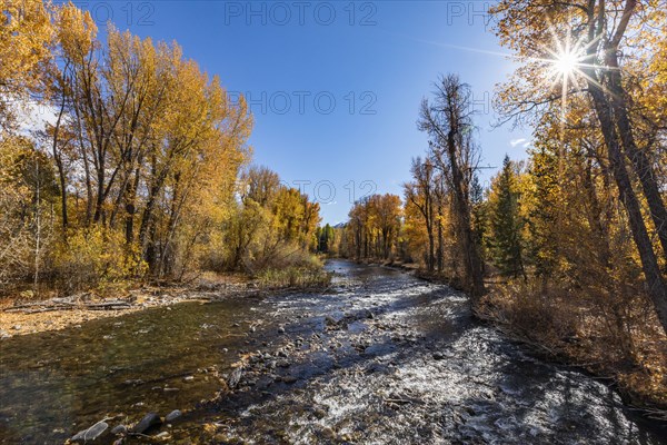 River and trees on sunny Autumn day