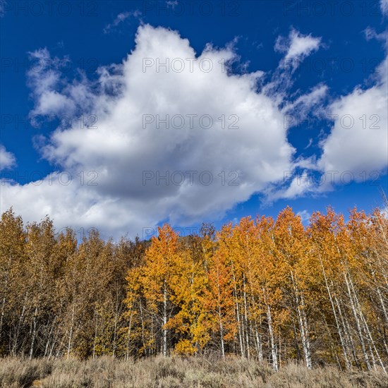 Yellow trees in Autumn