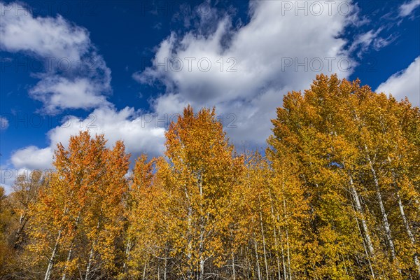 Yellow trees in Autumn