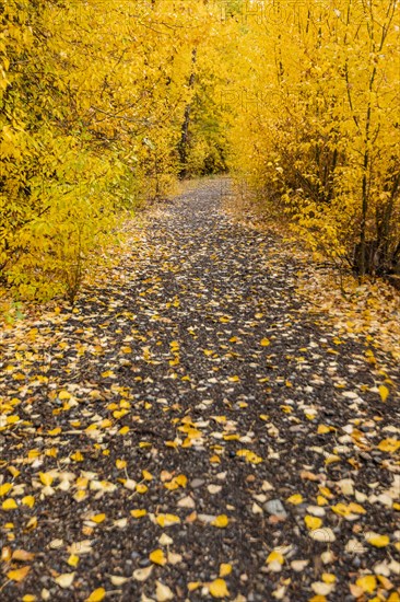 Footpath through yellow autumn foliage