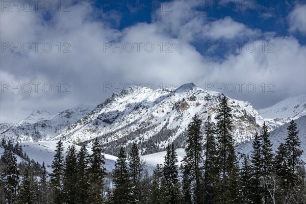 Mountain landscape and forest in winter