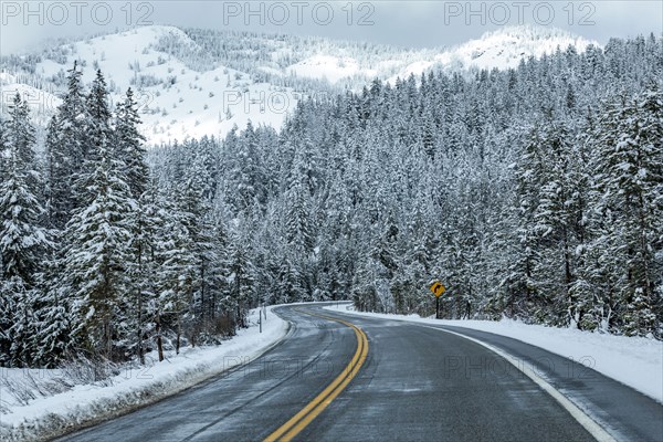 Road through snowy forest