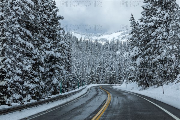 Road through snowy forest