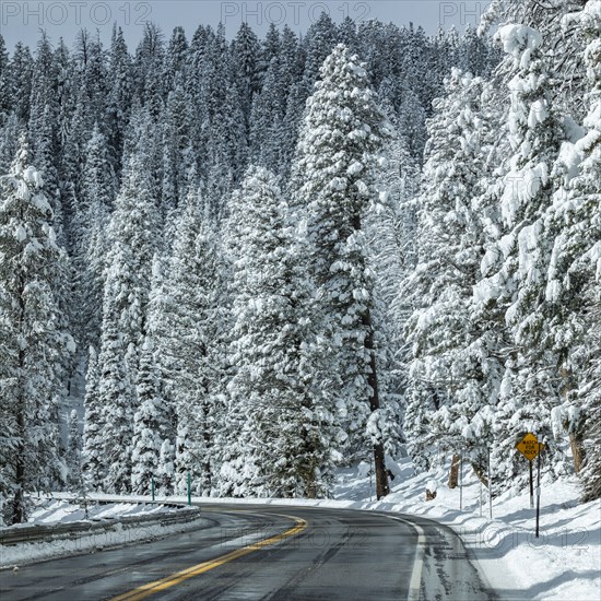 Road through snowy forest