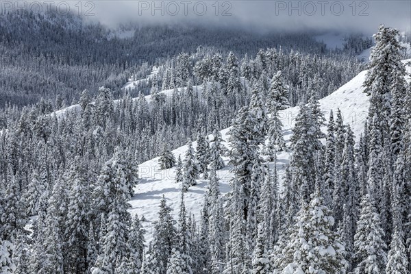 Mountain landscape and forest in winter