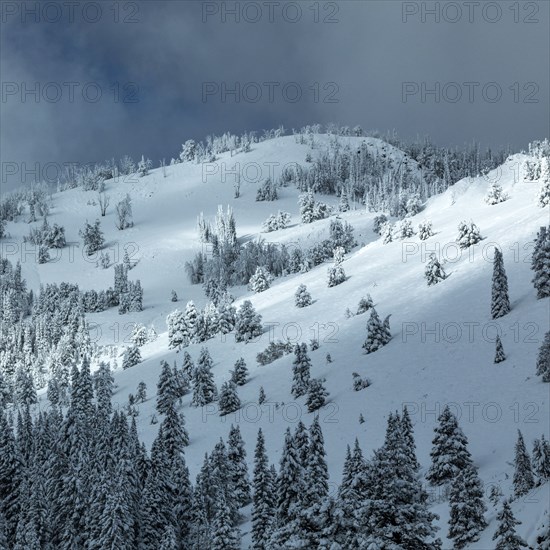 Mountain landscape and forest in winter