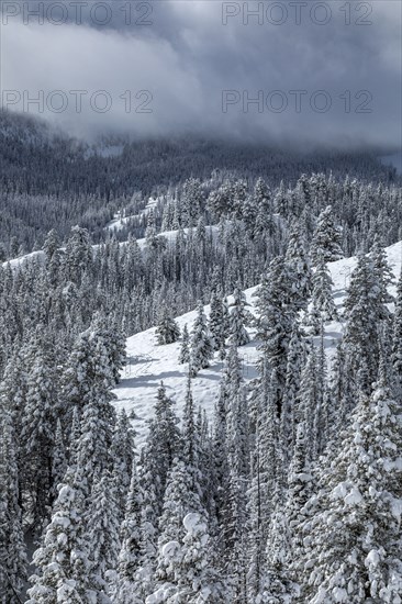 Mountain landscape and forest in winter