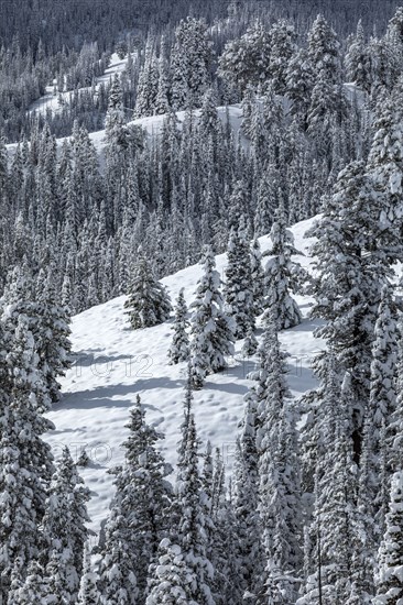 Mountain landscape and forest in winter