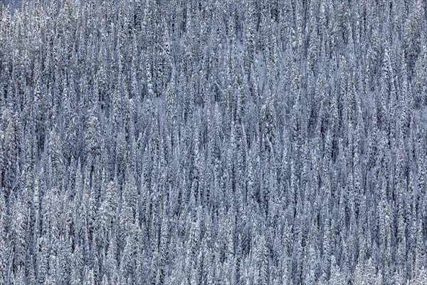 Dense snowy forest in winter