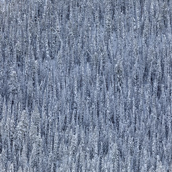 Dense snowy forest in winter