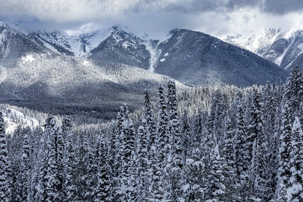 Mountain landscape and forest in winter