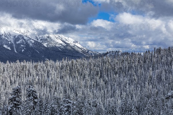 Mountain landscape and forest in winter