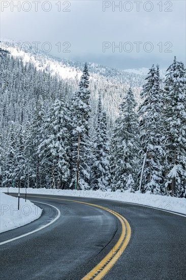 Road through winter forest