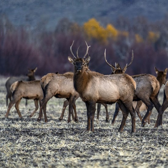 Bull elk among elk herd