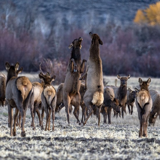 Cow elks fighting among elk herd