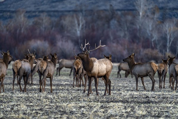 Bull elk among elk herd