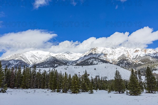 Mountain landscape and forest in winter