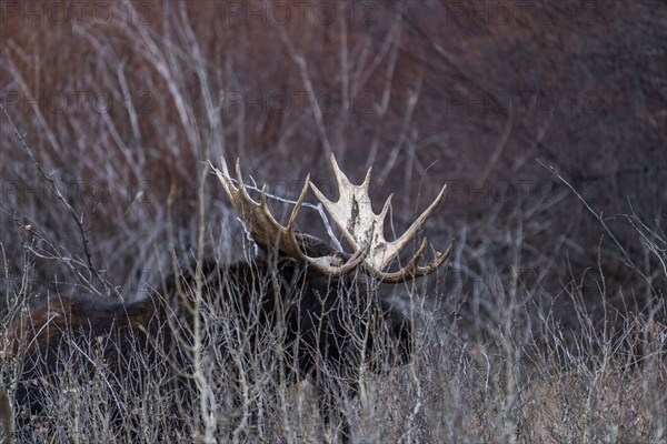 Bull moose walking trough bushes