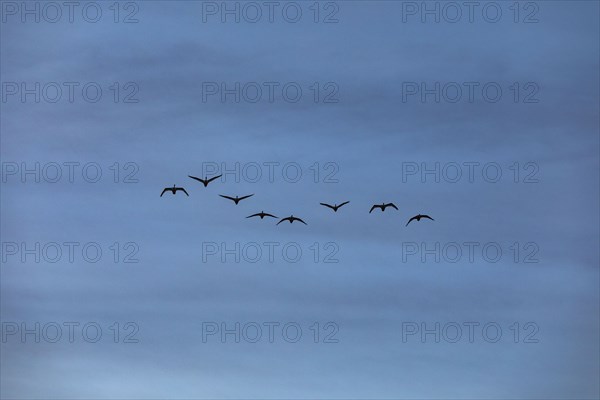 Trumpeter swans